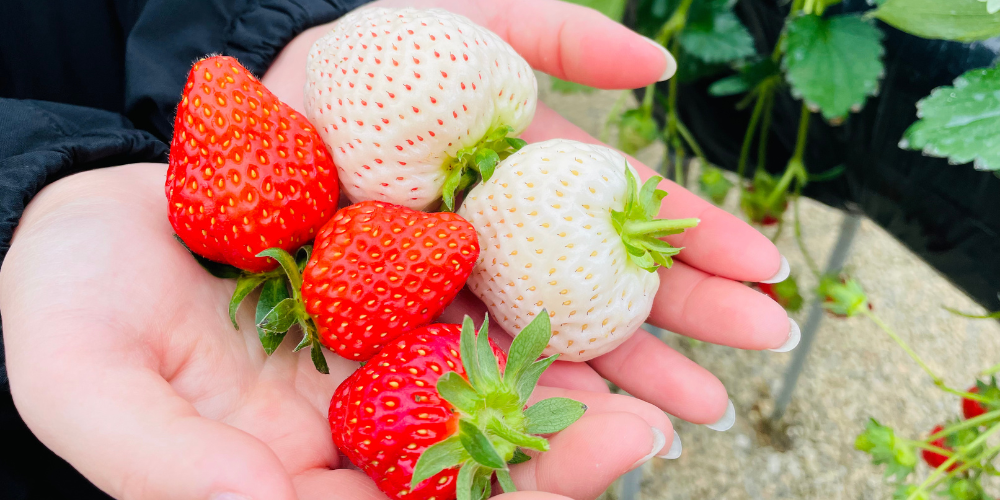 Seasonal Strawberry Picking